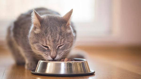Feeder